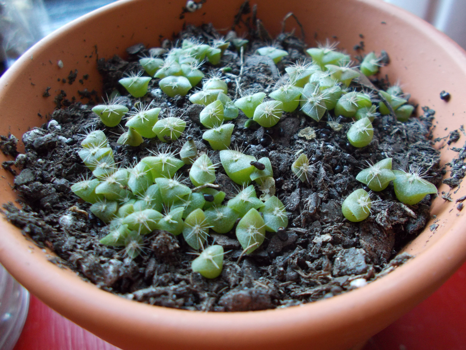 500+ Fresh Organic Arizona Saguaro Cactus Seeds – Carnegiea Gigantea