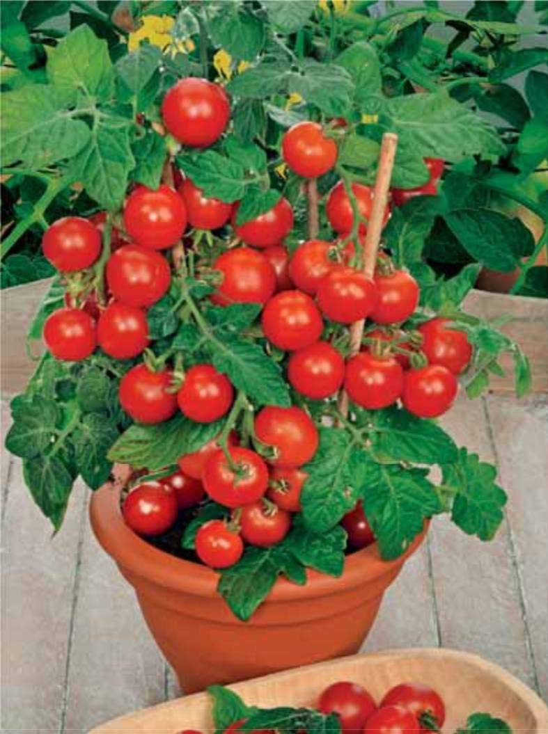 Seeds Indoor Tomato Dwarf in Pot Red Early Heirloom Vegetable for Planting No…