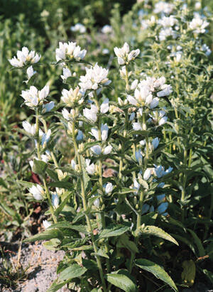 Campanula glomerata alba 2,000 seeds