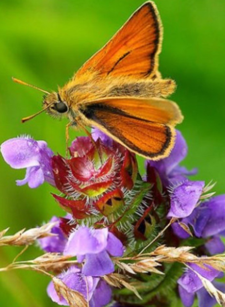12 Self Heal / All Heal Bare Root Organic Native Easy Fast Grow Non GMO Natural