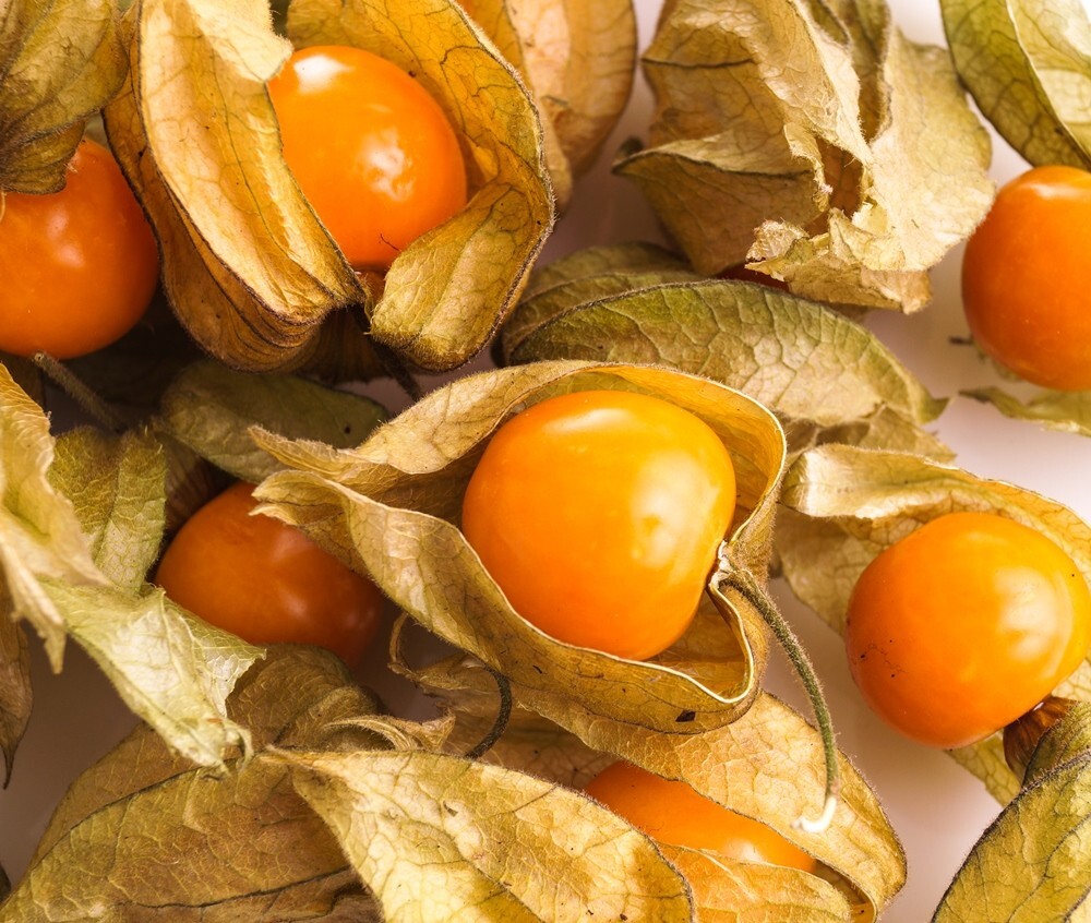 100+ CAPE GOOSEBERRY SEEDS ———————— RARE