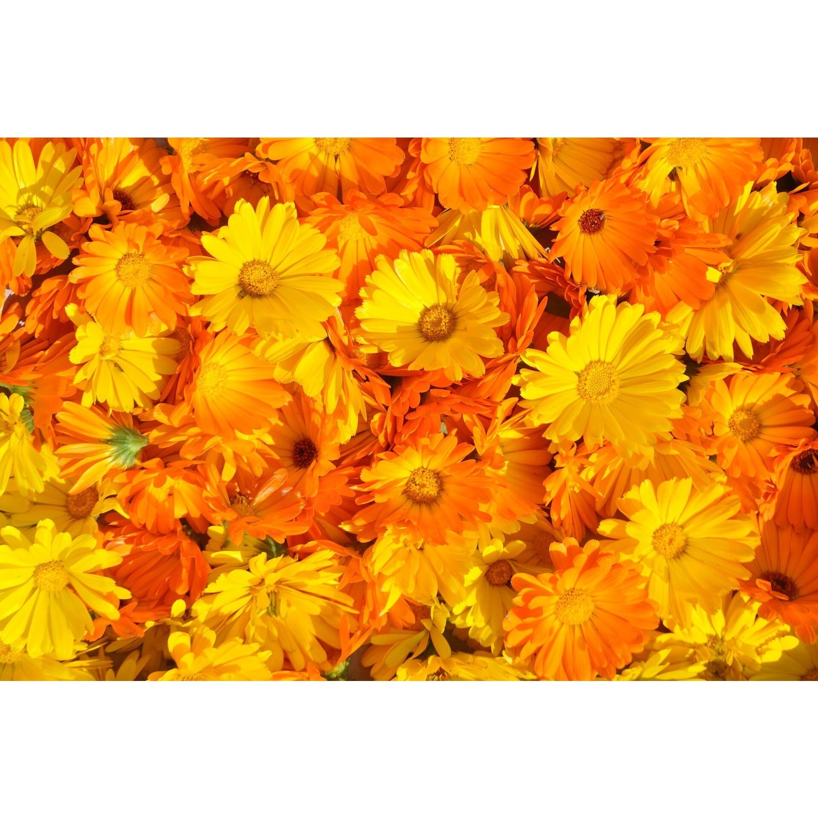 Pacific Beauty Calendula Seeds English Marigold Calendula Officinalis Fancy – 50