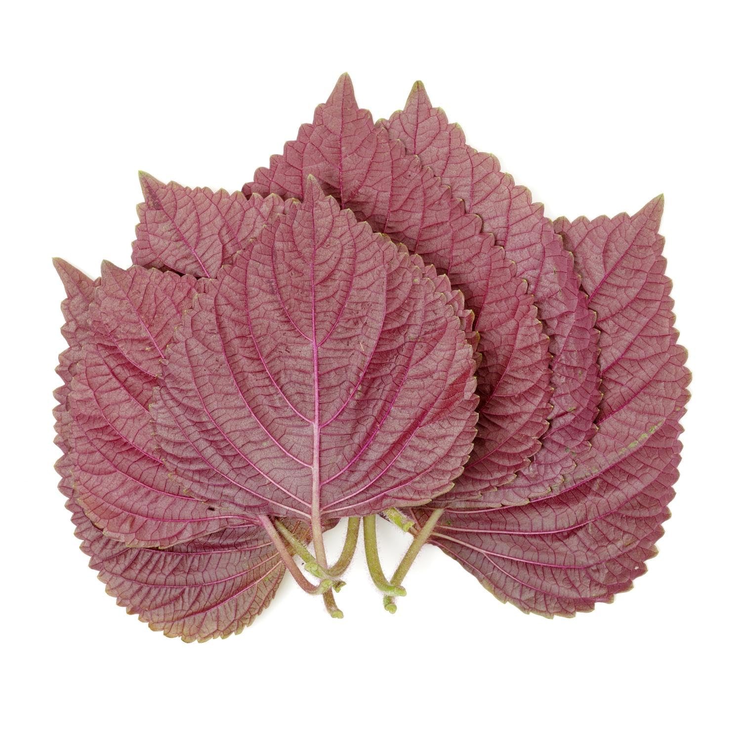1500 Vietnamese Perilla Seeds for Home Gardens | Shiso Tía Tô & Purple Mint