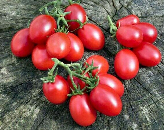 Crovarese Italian Grape Tomato Seeds 100 Ct Vegetable HEIRLOOM USA FREE SHIPPING