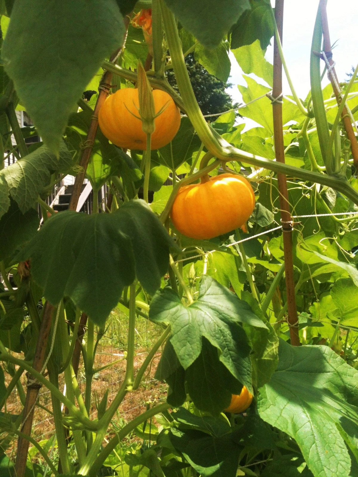 Mini Mix Pumpkin Seeds | White and Orange Untreated Baby Boo Little Seed 2023