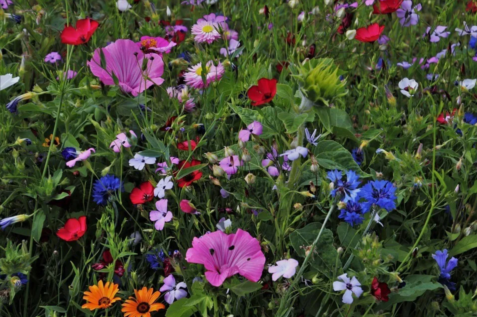 ALL PERENNIAL Wild Flower Mix. Heirloom Pollinator Garden Seeds Non-GMO