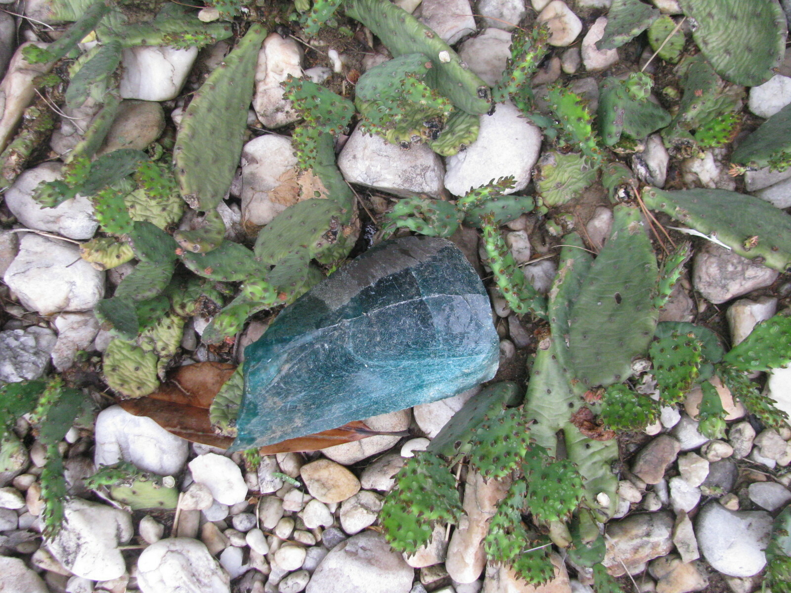 Cactus Prickly Pear Winter hardy 9 pads