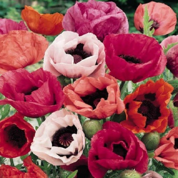 10,000+ Mixed Oriental Poppy Seeds – Perennial Organic Flower Mix – Giant Blooms