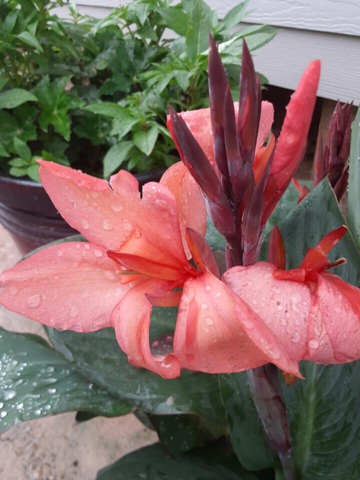 Coral Pink Canna Lily Bulbs (2)