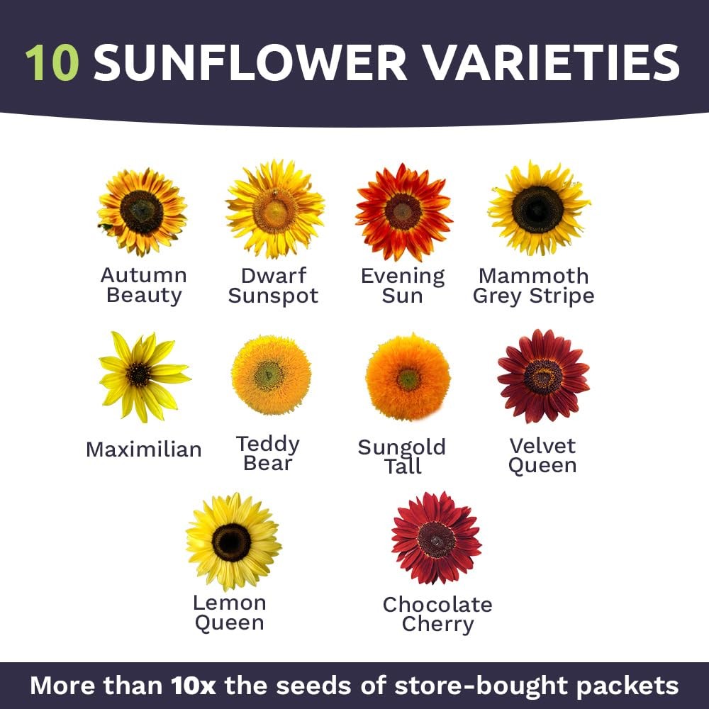1 Ounce Sunflower Variety Mix 10 Types Bulk Open Pollinated Flower Seeds