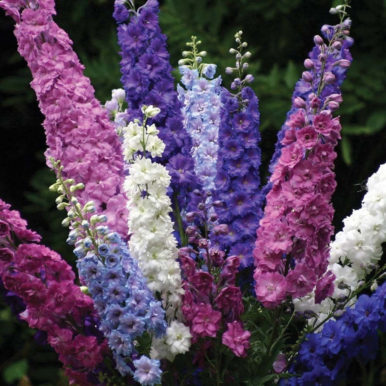 Larkspur Imperial Giant Seed Mix. 600 seeds