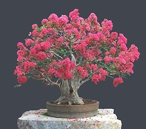 20 Crape Myrtle Bonsai Tree Seeds Exotic Bark and Vibrant Flowers