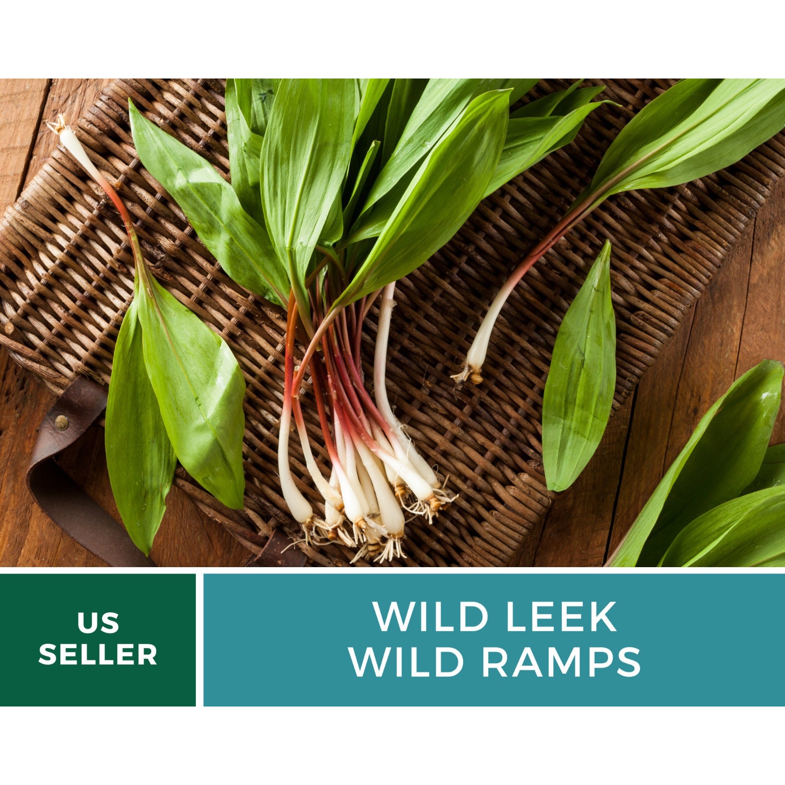 Leek, Wild – Wild Ramps – Heirloom – Non-GMO (Allium tricoccum)