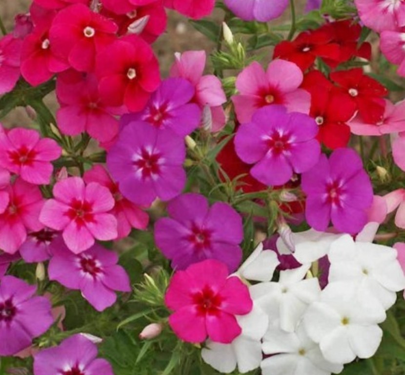 300+ Annual Phlox Mix Seeds **Fresh Seeds** ~~Free Shipping~~