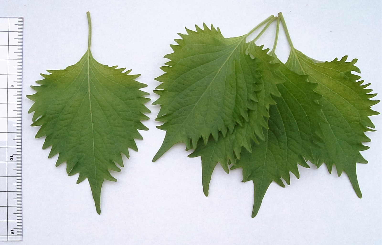 300 GREEN SHISO aka PERILLA Frutescens Ornamental Herb Seeds Green & Purple