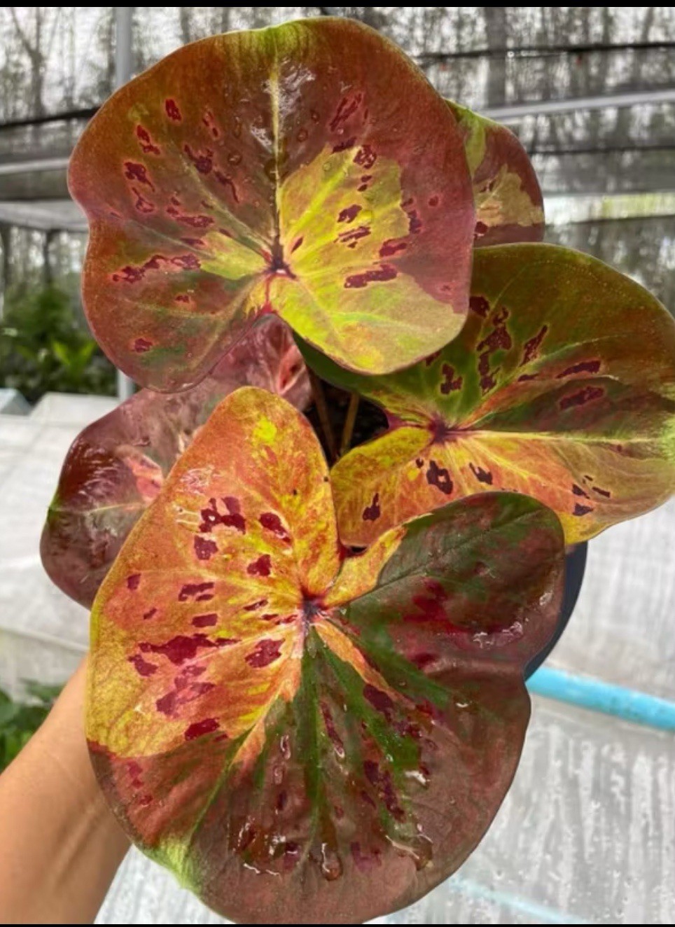 AUTHENTIC RARE Caladium Moonlight 1 bulbs