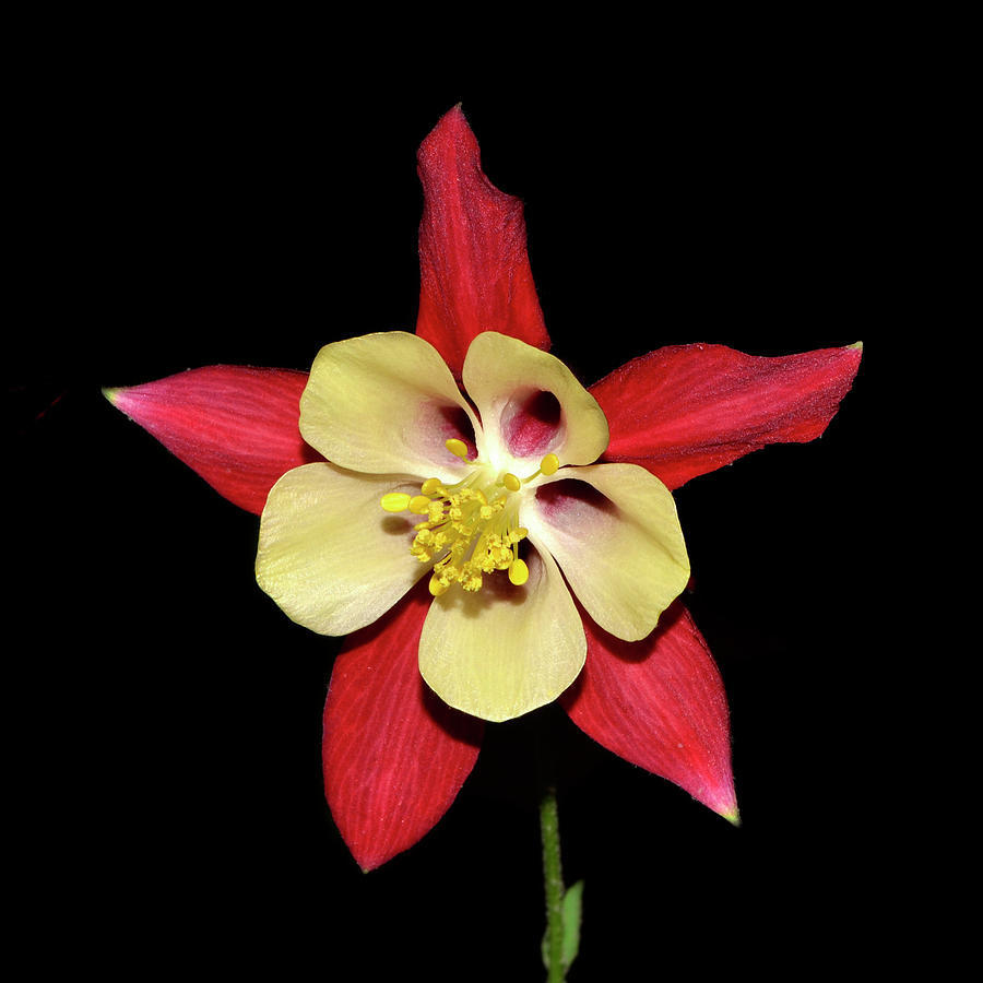 201+COLUMBINE Mix Seeds Perennial Native Wildflower Shade Garden Container Easy