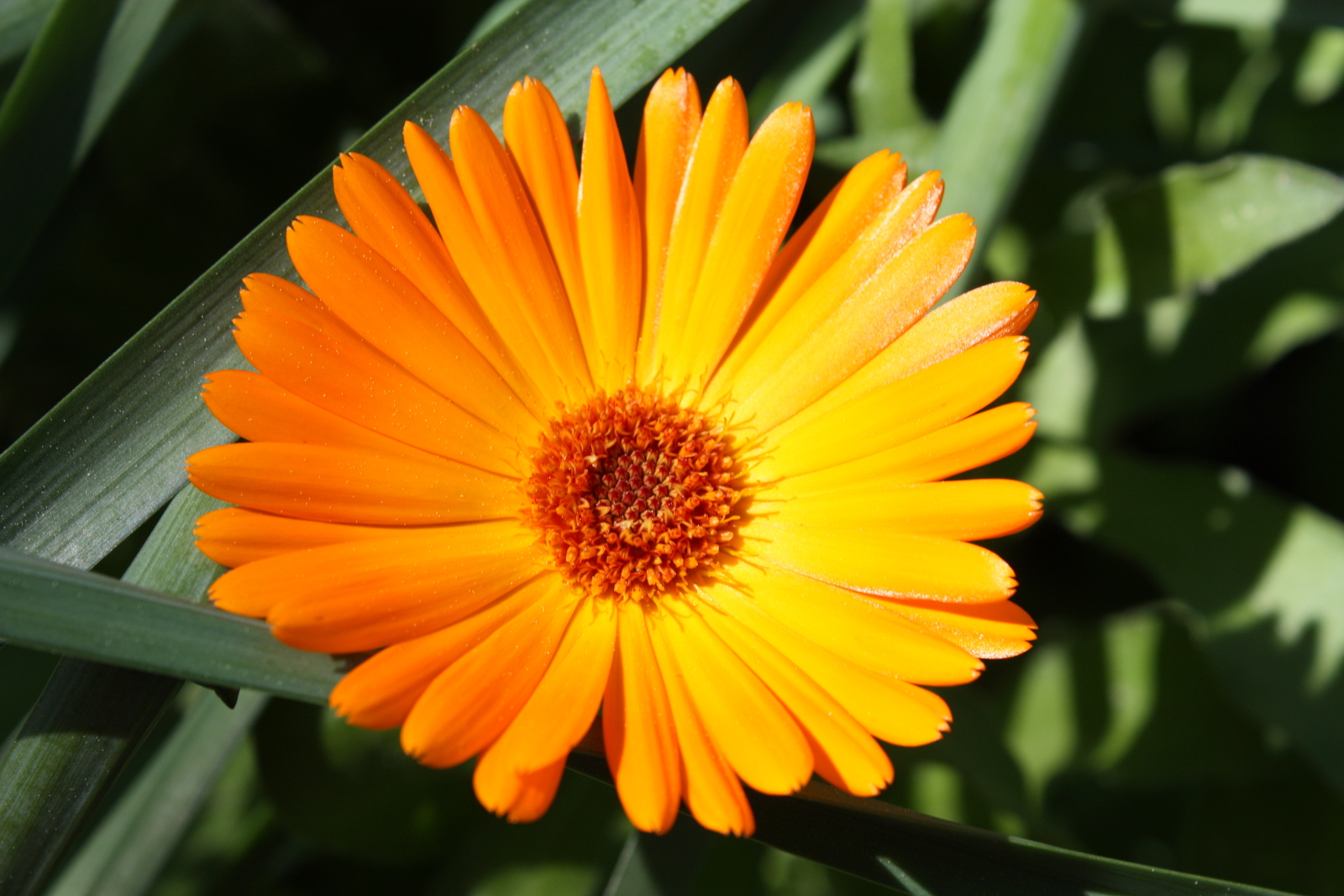 500 ORANGE PACIFIC BEAUTY MARIGOLD Seeds (Calendula officinalis) | Free shipping