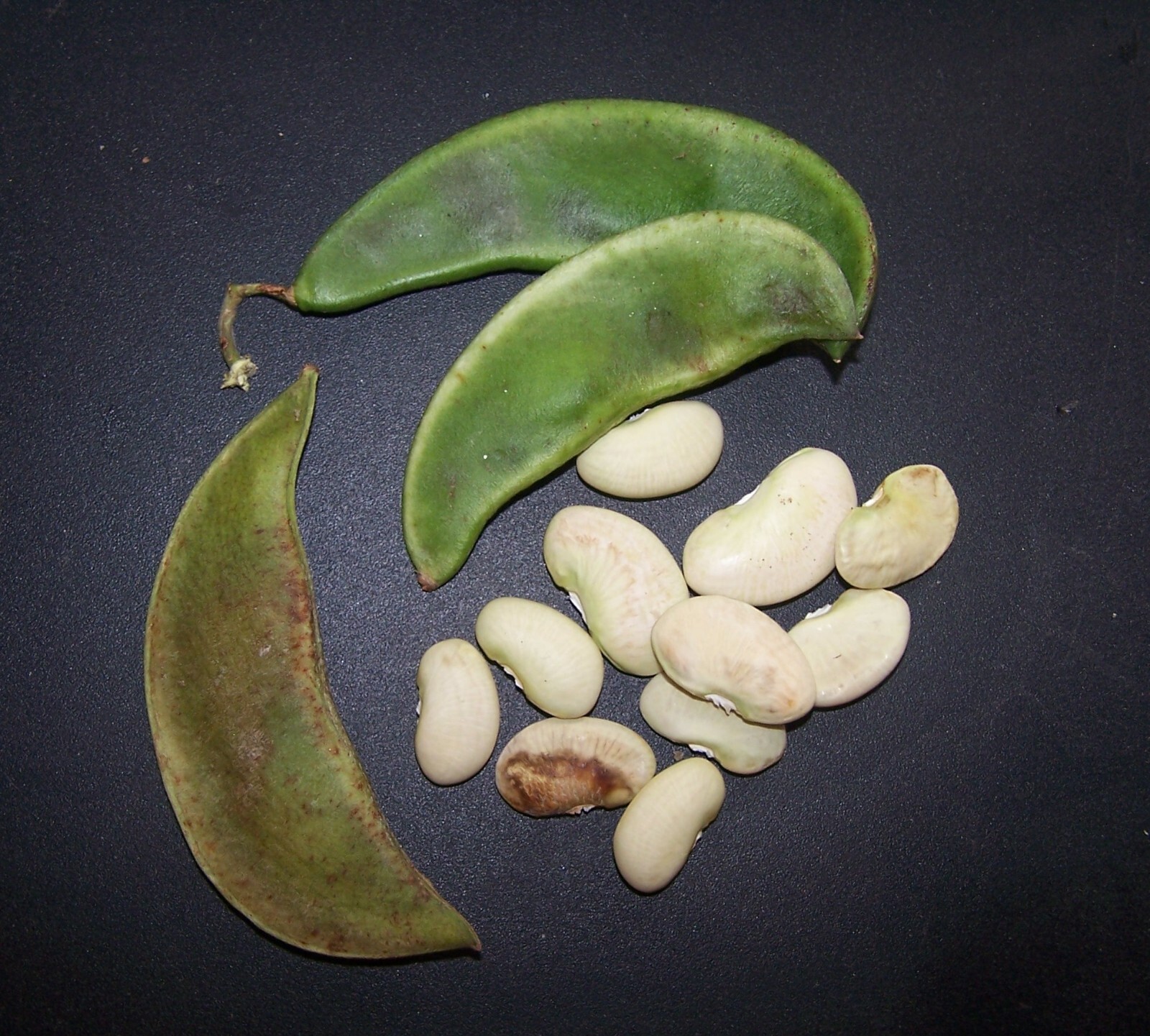 Beans, Henderson Lima Beans, 150 Non-Gmo, Heirloom, Organic, Amish Seeds.