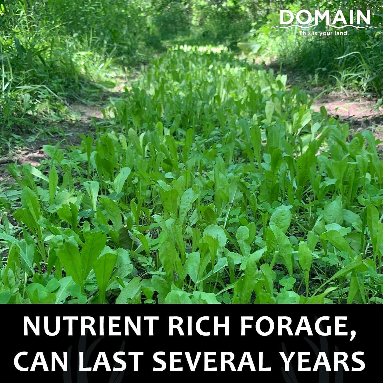 Chicory & Clover Deer Food Plot Seeds, Spring/Fall