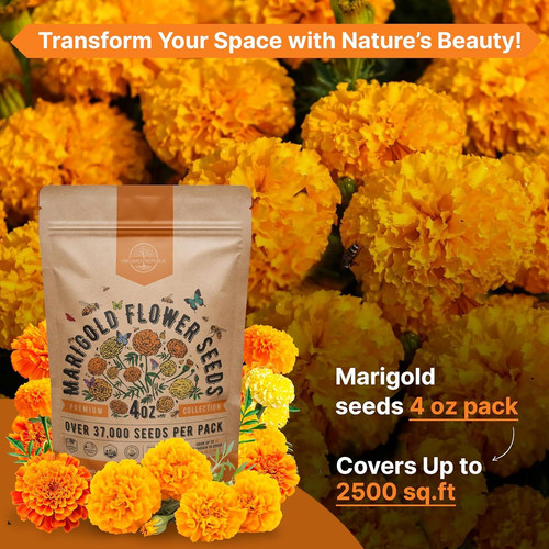 Marigold Seeds Pack 4 oz – Over 37,000 4oz, Orange, Yellow, Red, Green