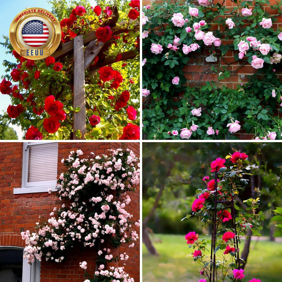 Carpetc 250+ Mixed Climbing Rose Seeds for Planting, Rosa Hybrid Rambling Vine w