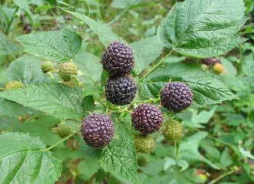 Rubus leucodermis or Black Raspberry 10 seeds