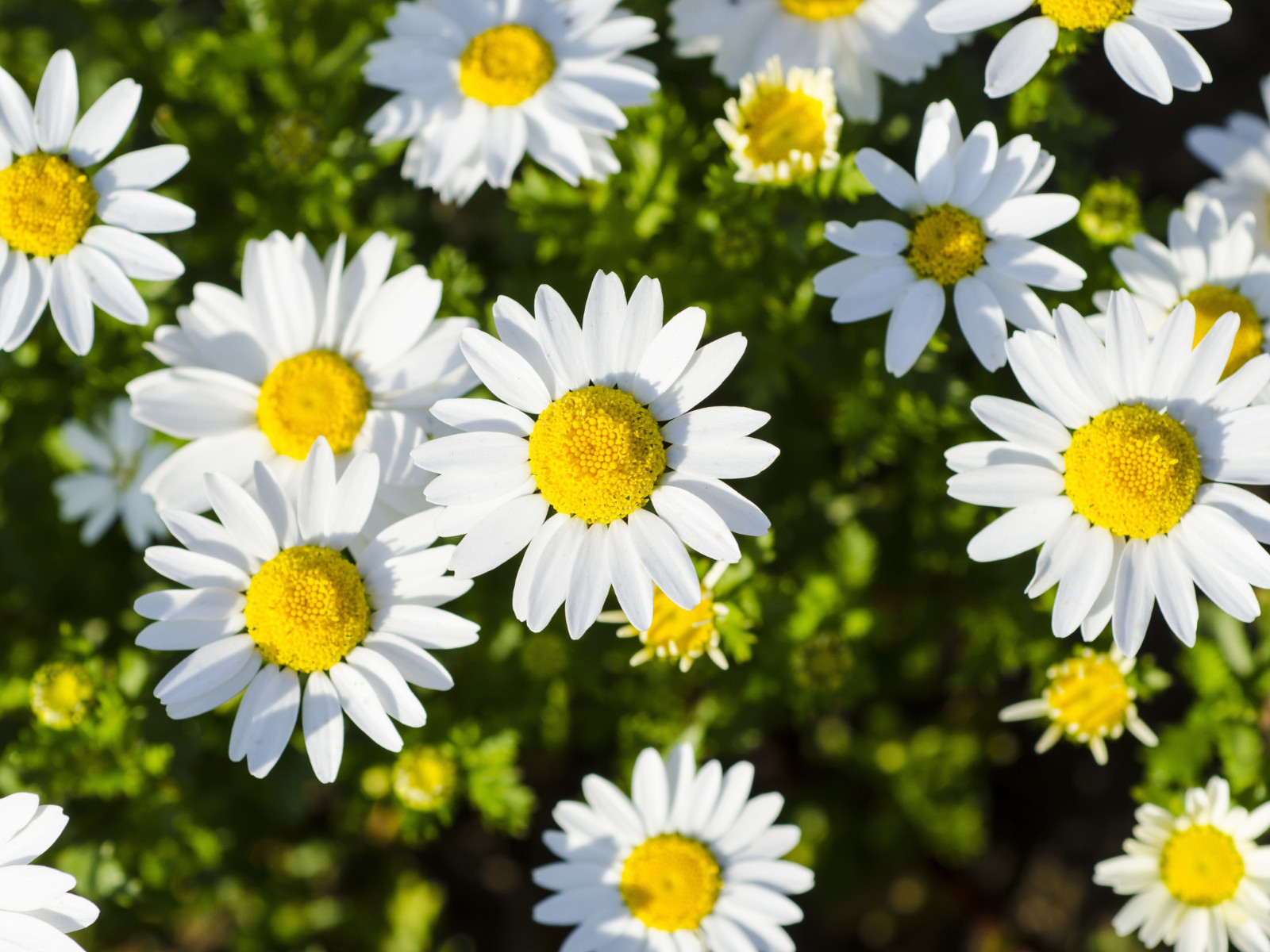 100 Seeds| Shasta Daisy Seeds #N009
