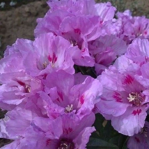 Lilac Godetia (Clarkia amoena) Satin Flowers Fresh Heirloom Seeds Non-GMO