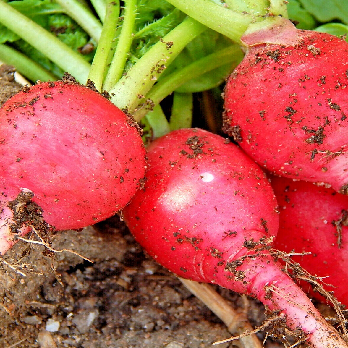 301+GERMAN GIANT RADISH Seeds Organic Heirloom Vegetable Mild Garden Container