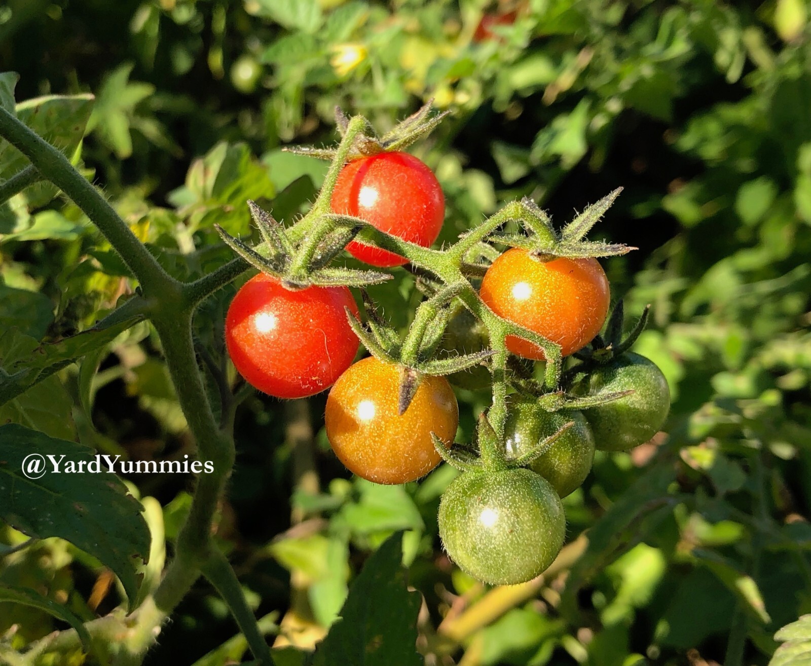 30 Florida Everglades Tomato SEEDS Heirloom Heat Tolerant Tomato Seeds