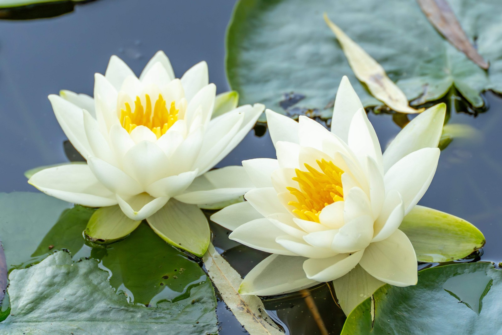10 WHITE WATER LILY Pad Nymphaea Ampla Asian Lotus Flower Pond Seeds *Comb S/H