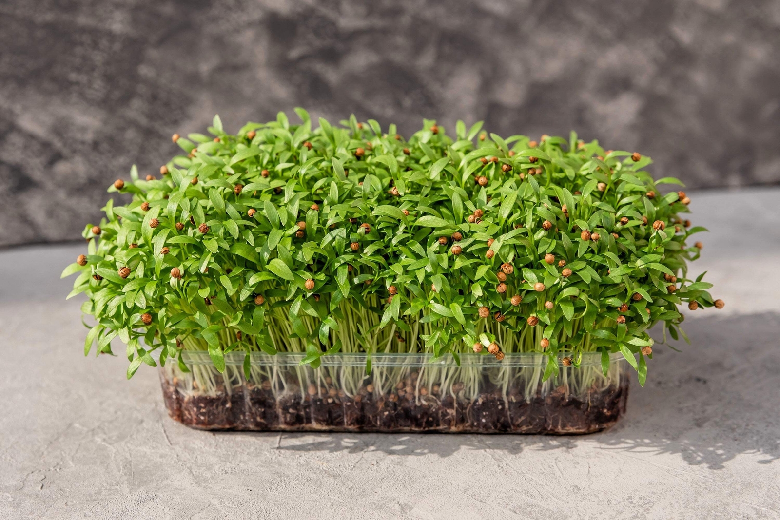 100 FIESTA GREEN CILANTRO / CORIANDER Coriandrum Sativum Herb Vegetable Seeds