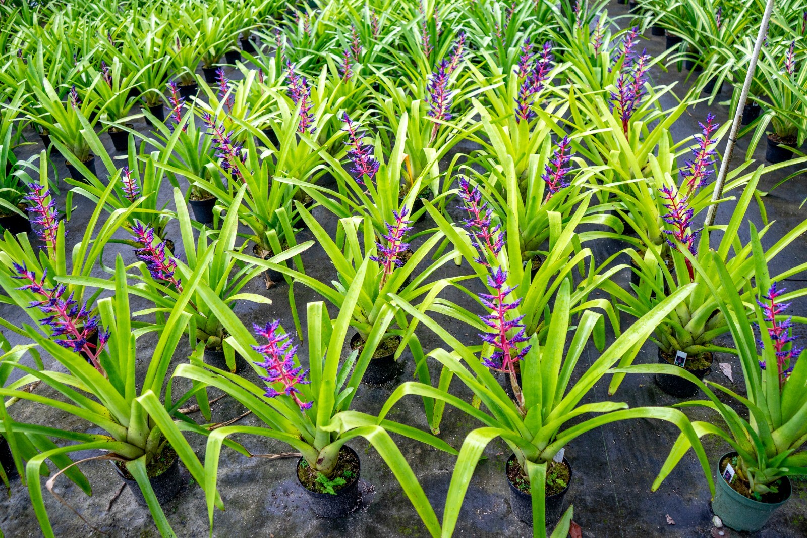 Aechmea Blue Tango 9″ Pot – Live plant