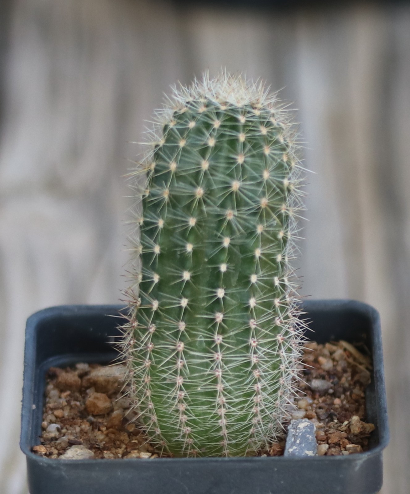 Echinopsis hybrid ‘Fluffy Ruffles’