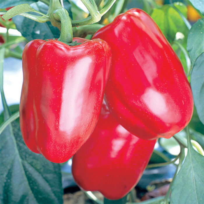 50++ SWEET Heirloom Big Red Bell Pepper Seeds | NON-GMO | 2024 Season