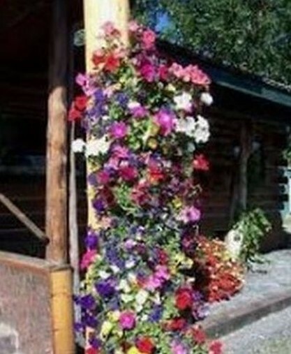 10 Multi COLOR MORNING Glory seeds Trumpet Floret Climbs Lattice Winding Vines