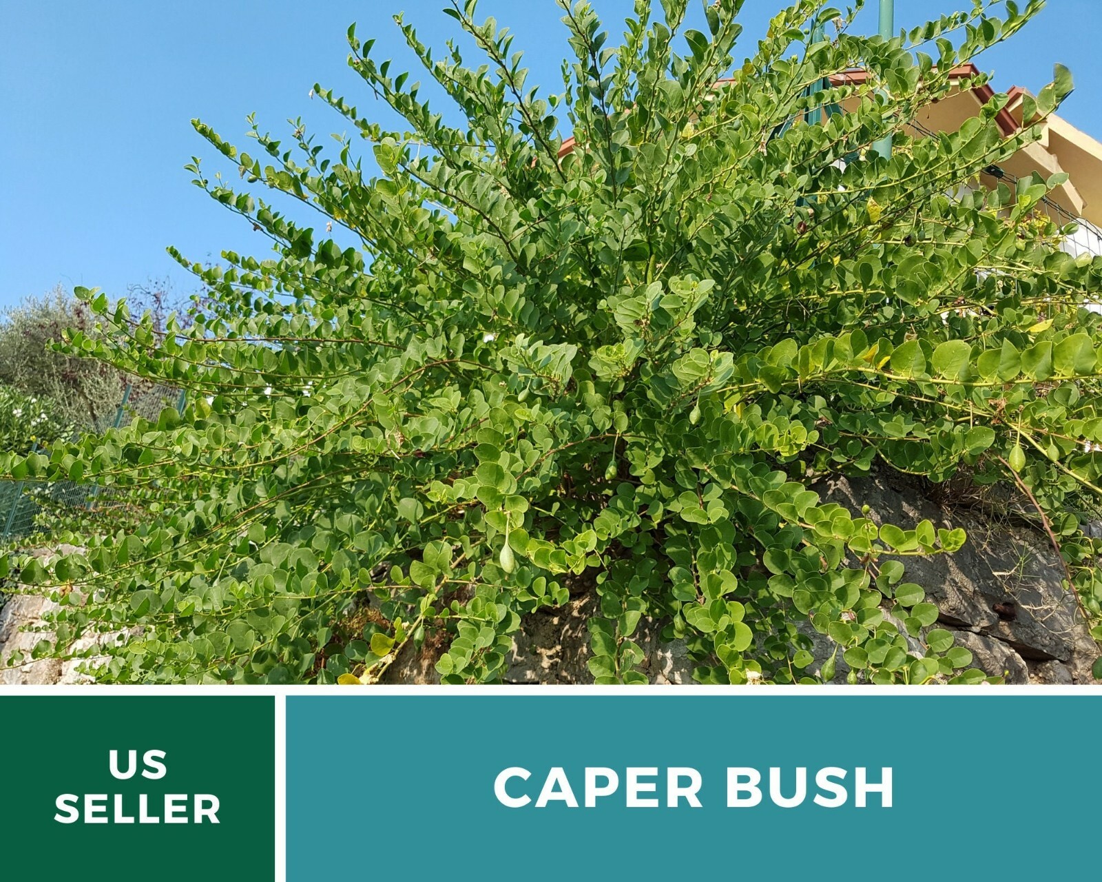 Capers (Caper Bush) – Heirloom Seeds – Culinary and Medicinal Plant (Capparis sp