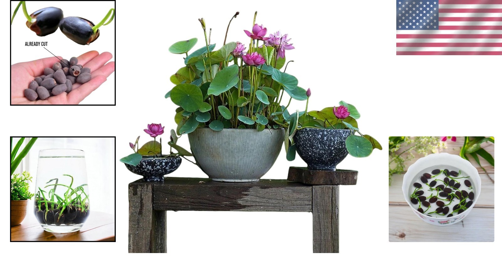 High Germination 12pcs Mixed Lotus Seeds – Cultivate Beauty Indoors & Outdoors