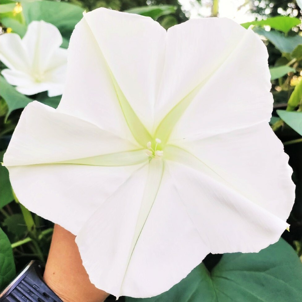 Moonflower Seeds | Huge Tropical White Night Blooming Flower Seed I. Alba 2024