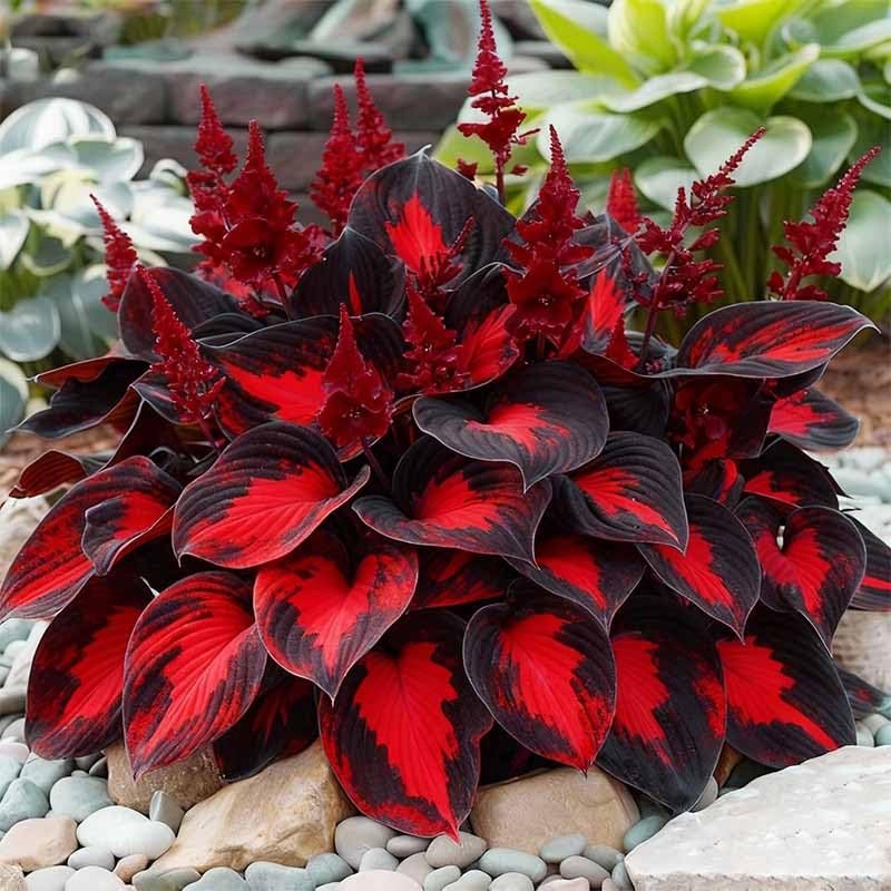 330+ Mixed Color Hosta Seeds for Planting – Shade-Tolerant Perennials