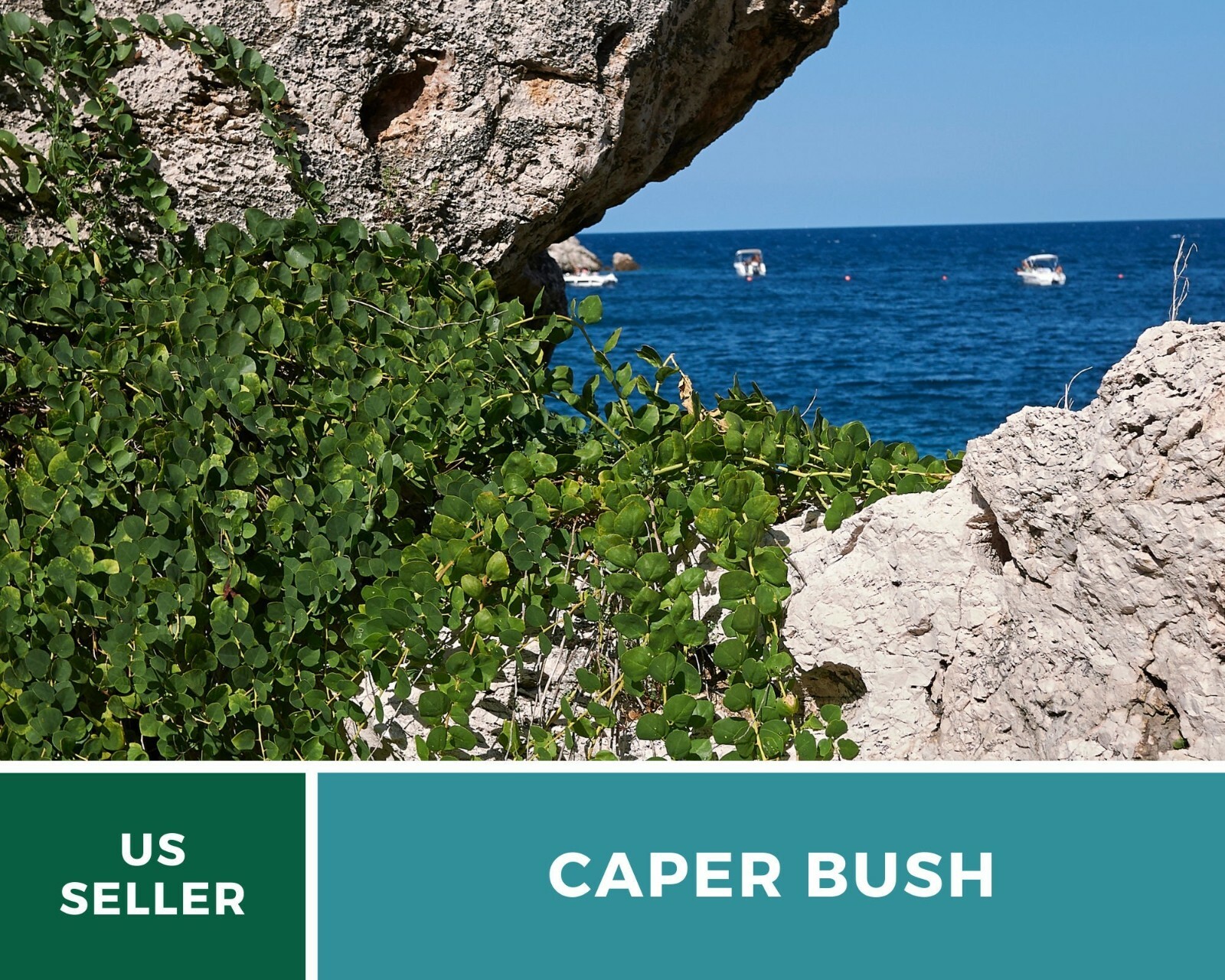 Capers (Caper Bush) – Heirloom Seeds – Culinary and Medicinal Plant (Capparis sp