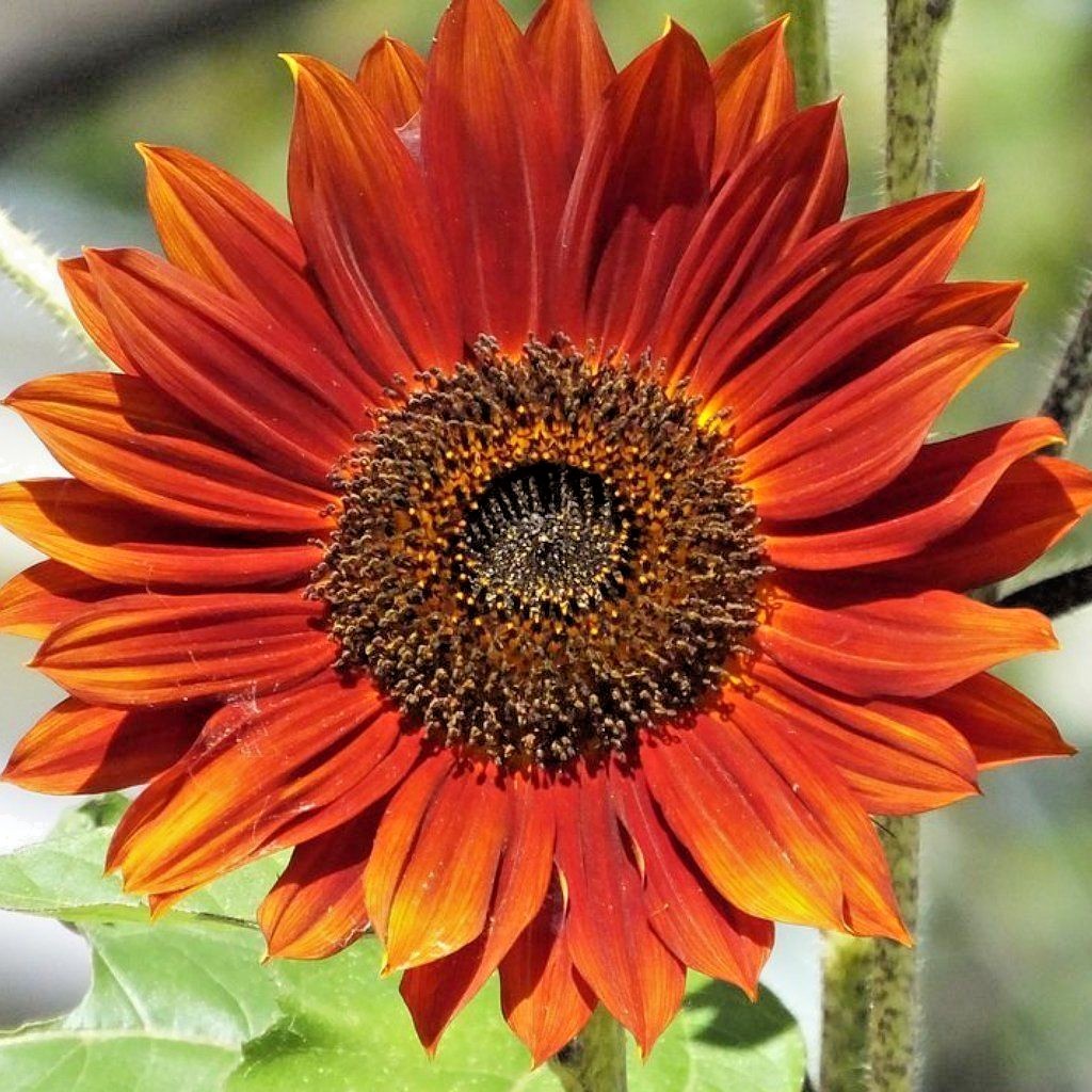 51+RED SUN SUNFLOWER Seeds Branching Cut Flowers Summer Garden Native Plant Easy