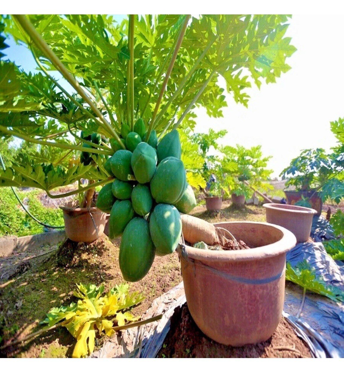 🌴Hawaiian ❗️Dwarf Solo Waimanalo Papaya Seeds 10ct Fast Fruit Houseplant