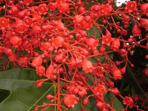 Brachychiton Acerifolius 7 Seeds, Illawarra Flame Tree, Flowering Kurrajong
