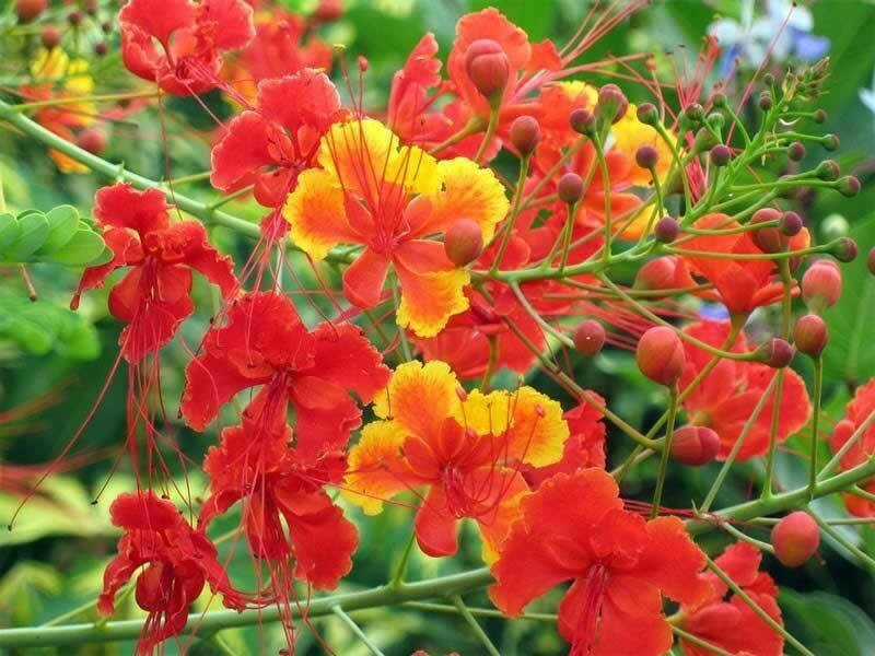 Caesalpinia pulcherrima | Pride-of-Barbados | 10_Seeds
