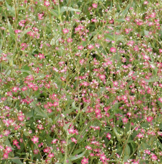 Baby’s Breath DEEP CARMINE Crimson Red Flowers Pollinators Non-GMO 1000+ Seeds!