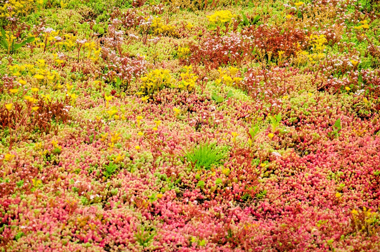 150 MIXED SEDUM Stonecrop Succulent Groundcover Red Pink Purple + Flower Seeds