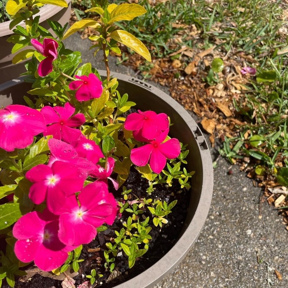 Madagascar Periwinkle (Vinca)