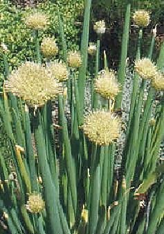 Chives Welsh Onion White 5,000 seeds